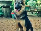German Shepherd Dog
