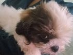 Shih Tzu Puppy