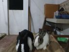 Rabbit