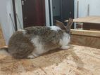 Male Rabbit