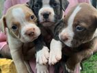American Bully Puppies