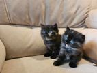 Persian Kittens