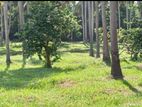 80 Acre Coconut Estate Sale Wellawa,kurunegala Riverfront Plantation