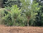 80 P Residential Land for Sale Gonapola