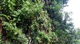 80 Perch Land for Sale in Matale