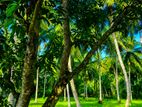 80 Perches Land For Sale in Kuliyapitiya (SSPL-439)