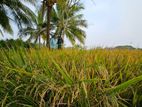 80 perches of land with paddy fields for sale in Hambantota(SSPL-07)