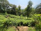 800 Perches ( 5 Acres ) Tea Estate Land for Sale Neluwa Galle