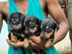 Dachshund Puppies