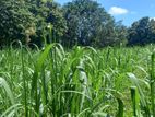 Land For Sale - Pelwattha
