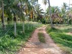 80Acre Coconut Estate for Sale Wellawa,Kurunegala Riverfront Plantation