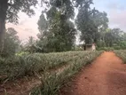 82 Perch Land For Sale Near Dimo Junction Biyagama(LA-GAMBG-159)