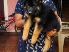 German Shepard Puppies