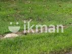 8.7 P Land for Sale in Maharagama PCCC-A1