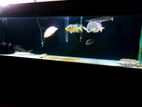 8ft Fish Tank
