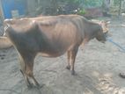Pall Madu