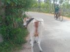 8month sinai madu