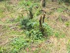 8P Land For Sale in Kandy City (මහනුවර නගරයට ඇවිදයන දුර)