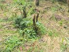 8P Land For Sale in Kandy Town