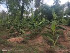 9 Acres Land For Sale Demataluwa