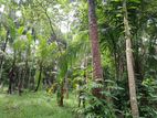 9 Acres Land For Sale In Kurunegala - Cl572