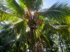 9 acres of land with coconut, rubber and fruit plantation for sale..