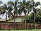 9 Foxtail Palm Trees
