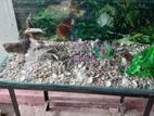 90 Liter Fish Tank with Accessories