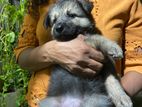 German Shepherd Puppies