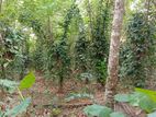 94 P Land for Sale in Minuwangoda! Ready to Build Ref No: Sls-09