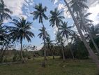 9.5 Acres Large Coconut Land– Kohanegama (Wariyapola – Netiya Road)