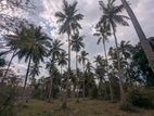 9.5 Acres Large Coconut Land– Kohanegama (Wariyapola – Netiya Road)