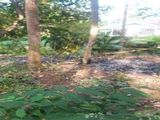 95 Perch Land for Sale in Thalalla CGGG - A1