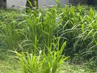9.75 Perches Land For Sale Jothipala Mawatha, Malabe