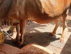 9L 4m Cow