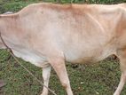 மாடு Cow