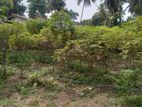 A 10 Perches Land for Sale in Nearby Kiriwattuduwa