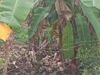 A 10 PERCHES LAND FOR SALE PANNIPITIYA