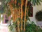 A Bamboo Bush