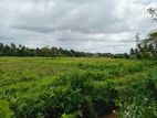 a beautiful piece of land facing large paddy field- Clear title