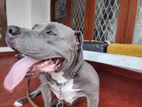 Bully Male Dog Looking for King Home