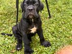 Cane Corso Puppy