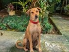 Dog for Kind Home