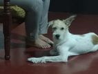 Dog for Kind Home