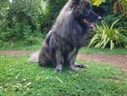 A Female Dog Needs for Crossing