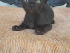 A free kitten for kind home