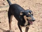 Dog for Kind Home