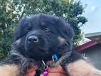 German Shepherd Puppy
