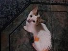 A kitten for kind home