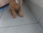 Half-Persian Kitten